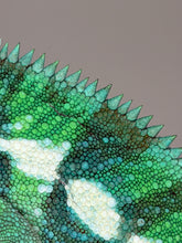 Load image into Gallery viewer, Male Ankify Panther Chameleon in natural light showing emerging vibrant colors
