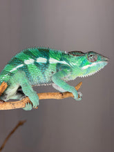 Load image into Gallery viewer, Male Ankify Panther Chameleon perched on branch showing vivid green hues
