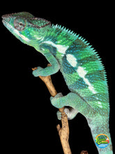 Load image into Gallery viewer, Side profile of male Ankify Panther Chameleon highlighting bold green and yellow coloration
