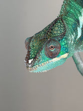Load image into Gallery viewer, Close up of Ankify Panther Chameleon face with alert expression
