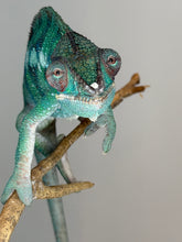 Load image into Gallery viewer, Juvenile Ankify Panther Chameleon showing bright green base with beautiful barring
