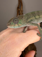Load image into Gallery viewer, young ankify panther chameleon male showing early color tones
