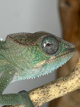 Load image into Gallery viewer, close up of young ankify panther chameleon male developing color
