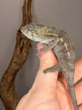 Load image into Gallery viewer, Young Ankify panther chameleon showing green base coloration
