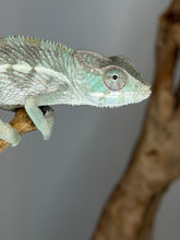 Load image into Gallery viewer, Detailed skin pattern of juvenile Ankify panther chameleon
