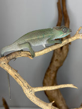 Load image into Gallery viewer, side profile of young F1 ankify panther chameleon male
