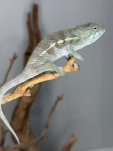 Load image into Gallery viewer, Side profile of F1 Ankify panther chameleon juvenile
