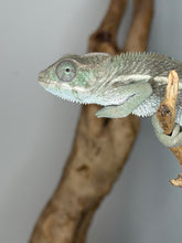 Load image into Gallery viewer, Juvenile Ankify panther chameleon size reference and handling view
