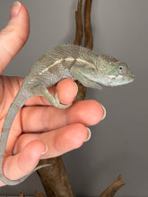 Load image into Gallery viewer, Juvenile Ankify panther chameleon with emerging turquoise tones
