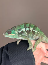 Load image into Gallery viewer, Ankify Panther Chameleon perched on hand displaying vibrant green coloration
