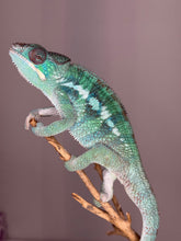 Load image into Gallery viewer, Detail of Ankify Panther Chameleon pattern and contrast
