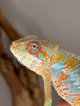 Load image into Gallery viewer, Aslan bloodline male Panther Chameleon known for red, blue, and green tones
