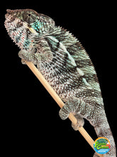 Load image into Gallery viewer, Young male Ambilobe Panther Chameleon from Aslan × Flash bloodlines available at FramsChams
