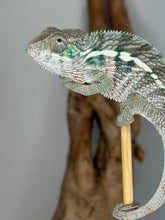 Load image into Gallery viewer, Aslan × Flash Ambilobe Panther Chameleon lineage reference photo
