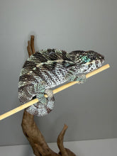 Load image into Gallery viewer, Sire and lineage reference for the young male Ambilobe Panther Chameleon from Aslan × Flash bloodlines
