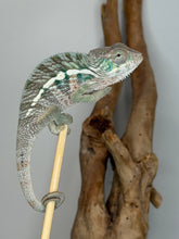 Load image into Gallery viewer, Young male Ambilobe Panther Chameleon showing developing red, blue, and green coloration
