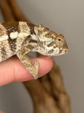 Load image into Gallery viewer, A close-up of a female chameleon perched on a human finger, showing its detailed patterned skin in beige, brown, and cream tones against a soft-focus neutral background.
