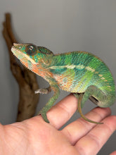 Load image into Gallery viewer, Aslan x Flash Jr Ambilobe Panther Chameleon juvenile male resting calmly
