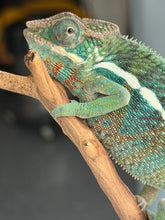 Load image into Gallery viewer, Side profile of a curious juvenile male Ambilobe Panther Chameleon showing teal and red tones
