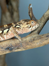 Load image into Gallery viewer, Healthy female Ambilobe Panther Chameleon from the Aslan x Flash Jr. pairing with beautiful fired-up dark rust coloration and peach undertones.

