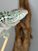 Load image into Gallery viewer, Aslan × Flash male Panther Chameleon with emerging colors and exciting adult color potential
