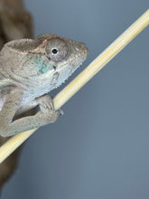 Load image into Gallery viewer, Panther Chameleon perched on a branch with a blurred background available at FramsChams
