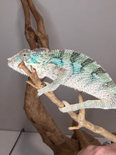 Load image into Gallery viewer, A chameleon with turquoise, green, and gray coloration perched on a natural wood branch against a plain gray wall.
