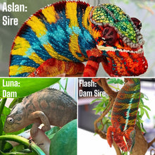Load image into Gallery viewer, Aslan, the sire of this young male Ambilobe Panther Chameleon, showcasing his impressive coloration. Flash, the damsire of this young male Ambilobe Panther Chameleon and Luna’s sire, showcasing his beautiful coloration.
