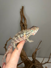 Load image into Gallery viewer, Close-up of a male Ambilobe Panther Chameleon displaying vibrant turquoise bars and emerging orange tones.
