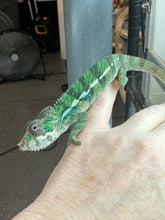 Load image into Gallery viewer, Vibrant Rainbow Skittles Aslan × Flash juvenile chameleon with reds, blues, greens, and yellows
