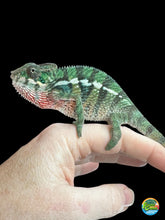 Load image into Gallery viewer, Juvenile Aslan × Flash Rainbow Skittles Panther Chameleon, calm and colorful
