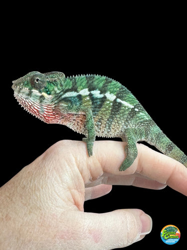 Juvenile Aslan × Flash Rainbow Skittles Panther Chameleon, calm and colorful