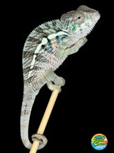 Load image into Gallery viewer, Young male Ambilobe Panther Chameleon from the Aslan × Flash pairing with developing coloration
