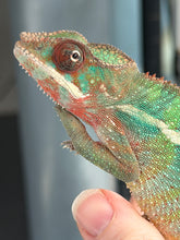 Load image into Gallery viewer, Male Ambilobe Panther Chameleon from Aslan bloodline showing early coloration
