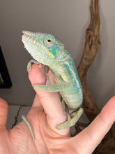 Load image into Gallery viewer, Healthy young Ambanja Panther Chameleon displaying developing vibrant colors
