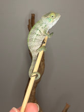 Load image into Gallery viewer, Full-body view of a young male Ambanja Panther Chameleon from Avatar × Walt bloodlines
