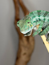 Load image into Gallery viewer, Young Ambanja Panther Chameleon from the Avatar × Walt pairing raised by FramsChams
