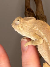 Load image into Gallery viewer, Female Panther Chameleon from the Avatar × Walt bloodlines at FramsChams.
