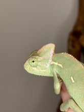 Load image into Gallery viewer, Side view of veiled chameleon showing green and blue patterning
