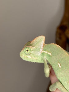 Side view of veiled chameleon showing green and blue patterning