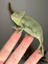 Load image into Gallery viewer, Baby veiled chameleon drinking water droplets from plant leaves
