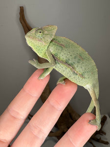 Baby veiled chameleon drinking water droplets from plant leaves