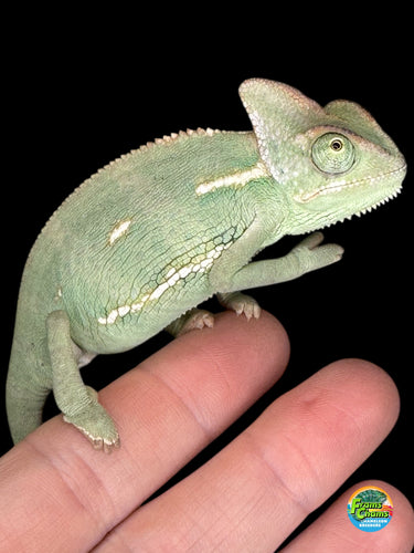 Side view of veiled chameleon showing green and blue patterning