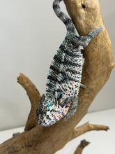 Load image into Gallery viewer, Beautiful young male Ambilobe Panther Chameleon with exceptional future color potential.
