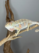 Load image into Gallery viewer, Beautiful young male Panther Chameleon with healthy growth and vibrant colors.
