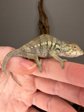 Load image into Gallery viewer, Female Nosy Be Panther Chameleon from the Blucifer × Kandinsky pairing
