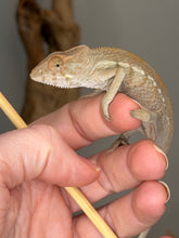 Load image into Gallery viewer, Blucifer and Kandinsky bloodline reference for a female Nosy Be Panther Chameleon
