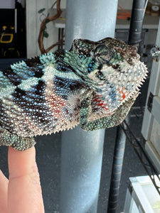 Blue Ambanja Panther Chameleon from FramsChams showing developing color