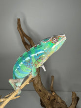Load image into Gallery viewer, Ambilobe juvenile showing bright blue bar coloration under natural light.
