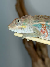 Load image into Gallery viewer, A close-up side view of a chameleon perched on a light wooden branch, with a soft gray background and blurred brown branch elements behind it.
